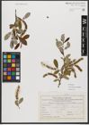 Foto von Salix triandra subsp. discolor (W. D. J. Koch) Arcang.